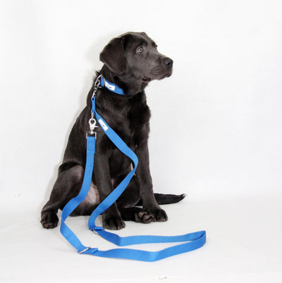 Hundemodel Labrador Hugo trägt ein nachhaltiges blaues Hundehalsband mit Steckverschluss und einer nachhaltigen blauen Hundeleine, 3-fach verstellbar, zwei Scherenkarabiner.