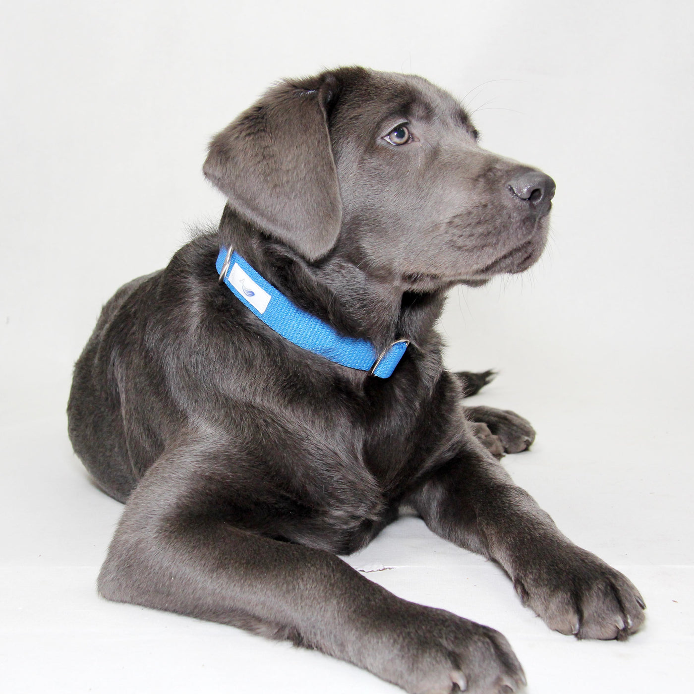 Hundemodel Hugo mit nachhaltigem blauen Hundehalsband mit Steckverschluss, verstellbar.