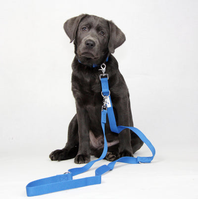 Hundemodel Labrador Hugo mit nachhaltiger blauer Hundeleine, 3-fach verstellbar, zwei Scherenkarabiner.